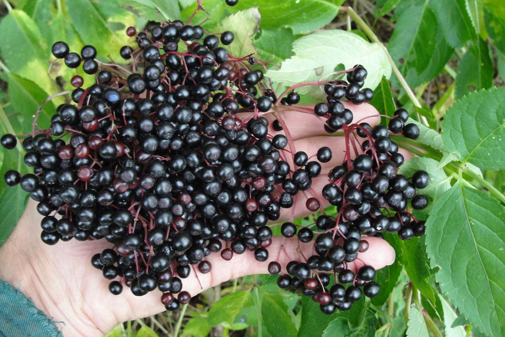 Vlierbes - Fruit uit De Friese Wouden - Streekkeurmerk Wâldpyk