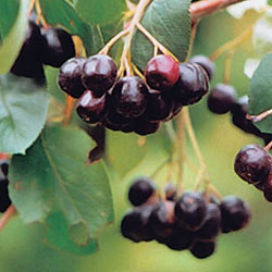 Aronia