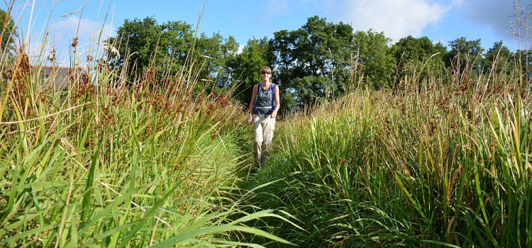 Foodwalk: de muziekeditie