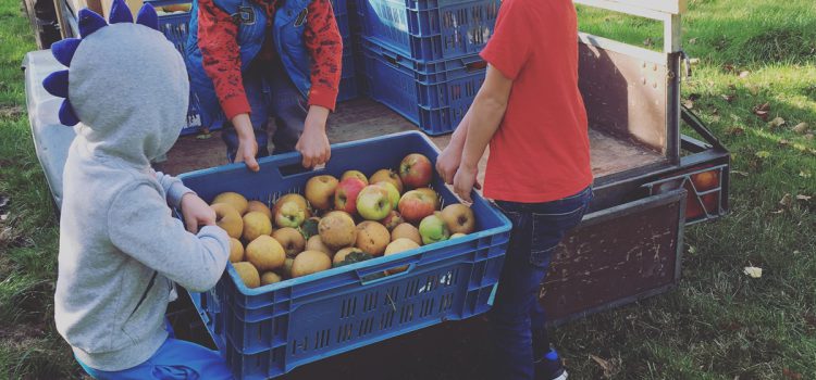 Fryske Frucht zoekt appels