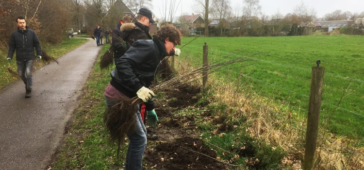 aanleggen meidoornhaag Eastermar