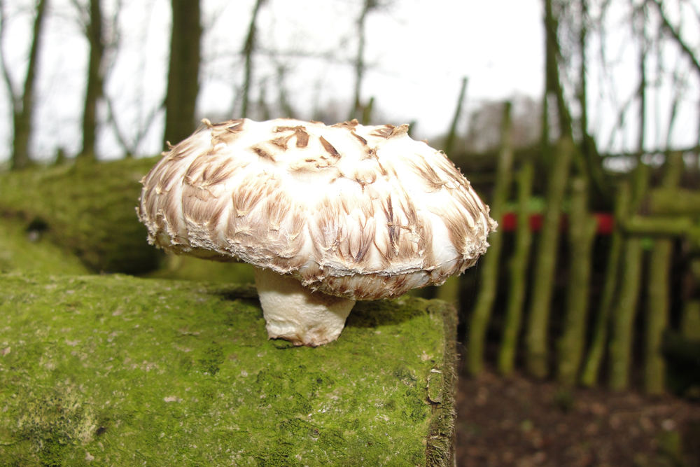 Shiitake De Feanhoper