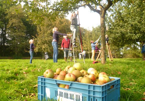 Fryske Frucht Appel-inzamelperiode in volle gang