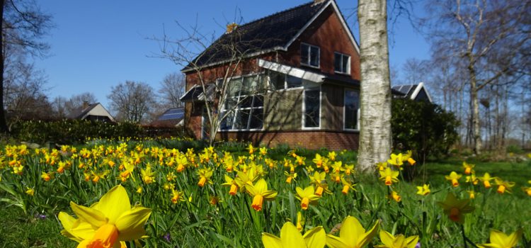 55.000 biologische bloemen in bloei langs Stinzenroute Buitenpost-Kollum